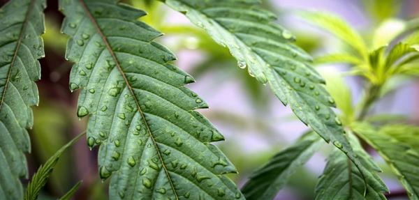Growing aeroponic cannabis