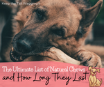 What is DIY Raw Feeding for Dogs?