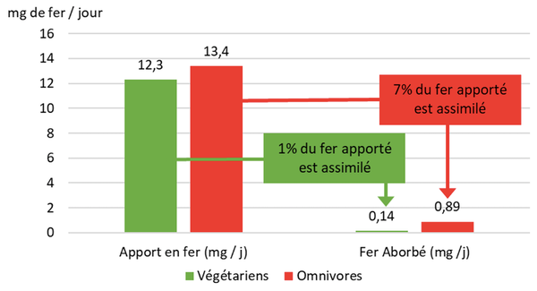 Assimilation du fer