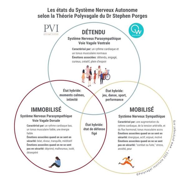 Les états du système nerveux autonome selon la théorie polyvagale