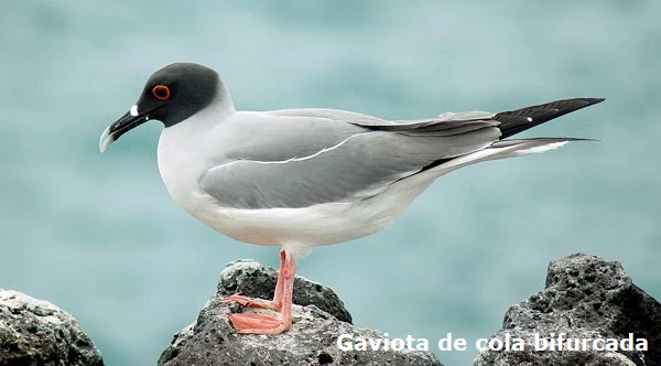 Gaviota de cola bifurcada