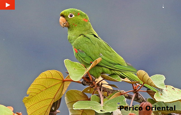 Perico del oriente Ecuatoriano