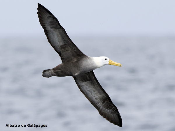Albatro de Galápagos