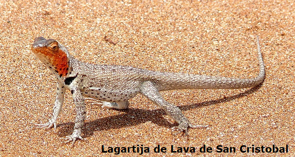 Lagartija de lava de San Cristobal
