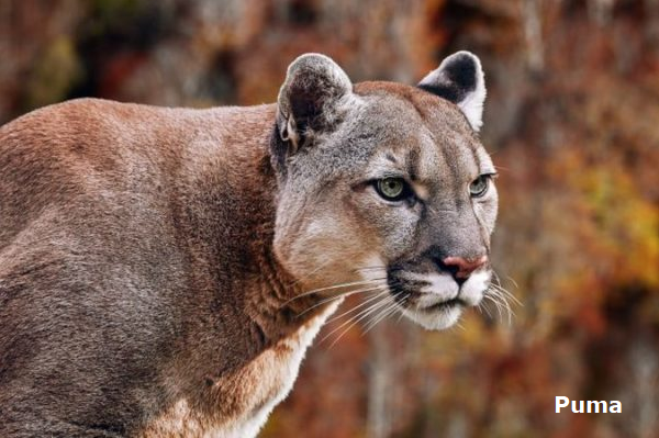 Puma