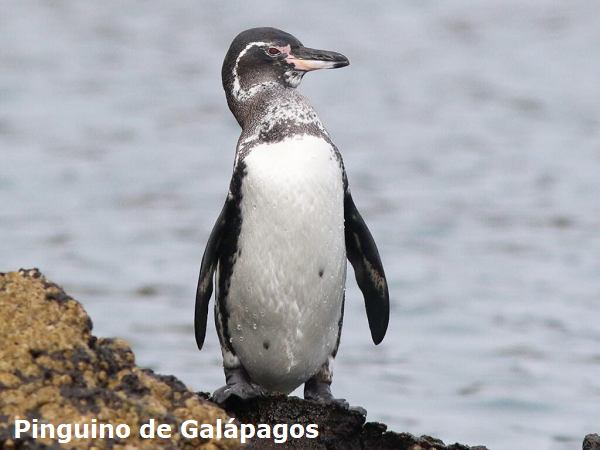 Colibrí de Esmeraldas