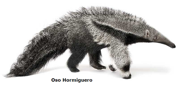 Oso Hormiguero