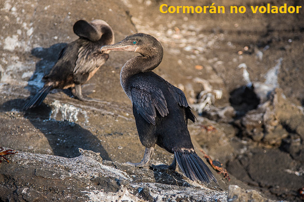 Cormorán no volador