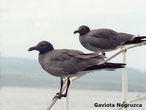 Lagartija de lava de San Cristobal