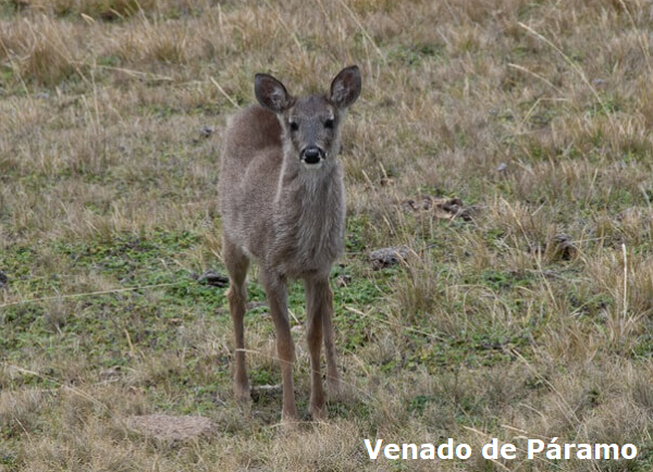 Venado de páramo