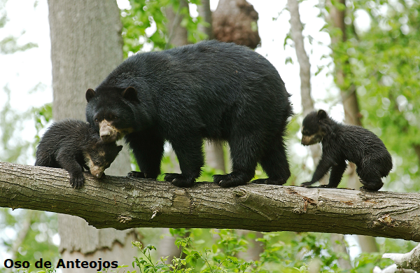 Oso de Anteojos