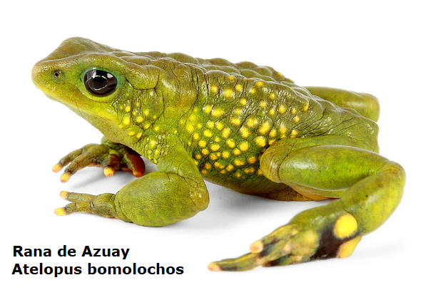 Atlapetes pallidiceps