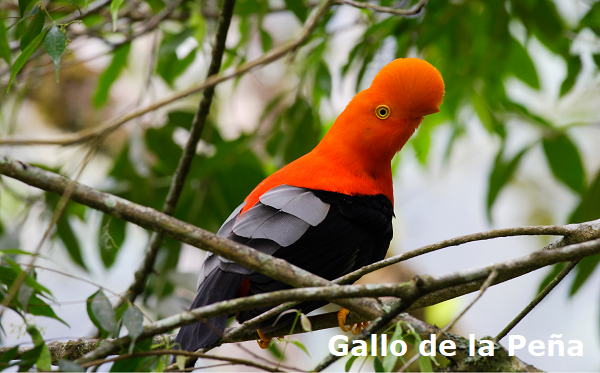 Gallo de la peña