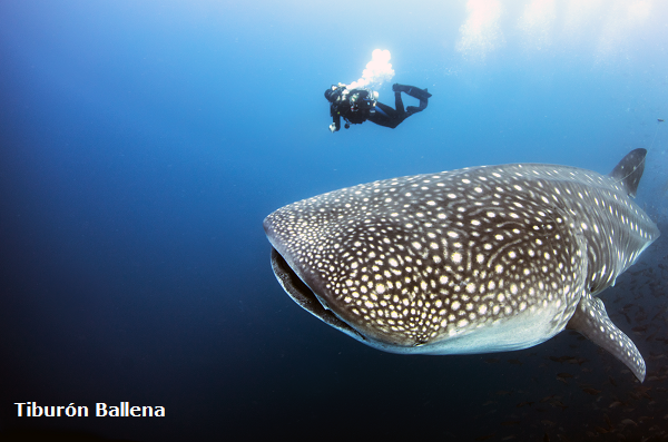 Tiburón ballena en Galápagos