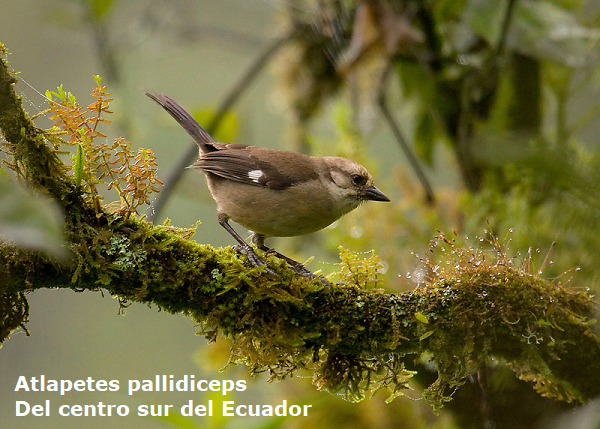 Atlapetes pallidiceps