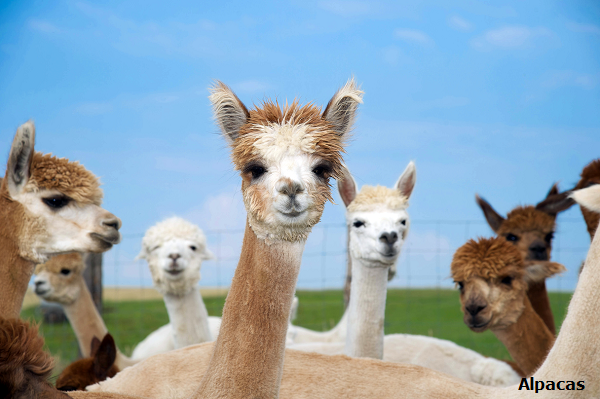 Alpacas andinas