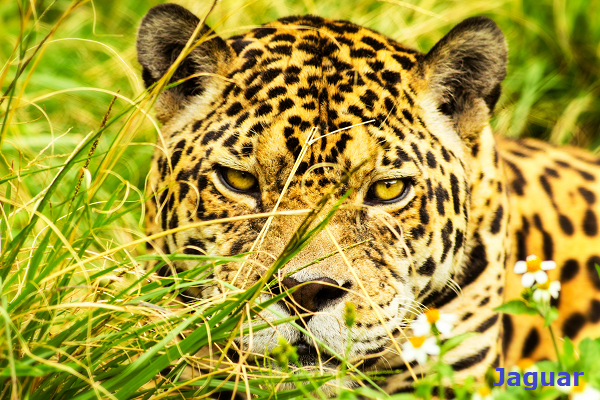 Jaguar