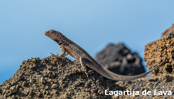 Lagartija de lava de Galápagos