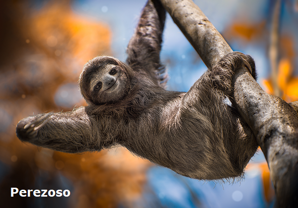 Perezoso