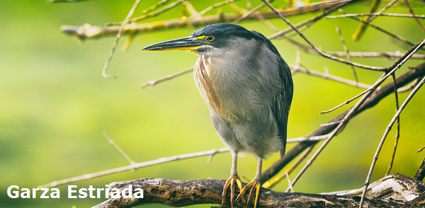 Garza Estriada