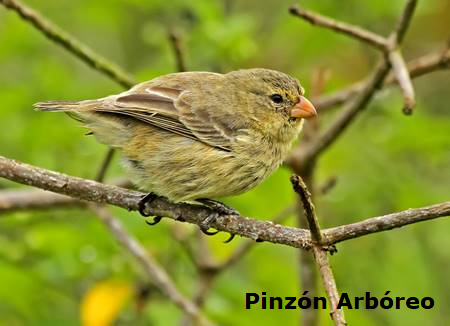 Pinzón Arbóreo