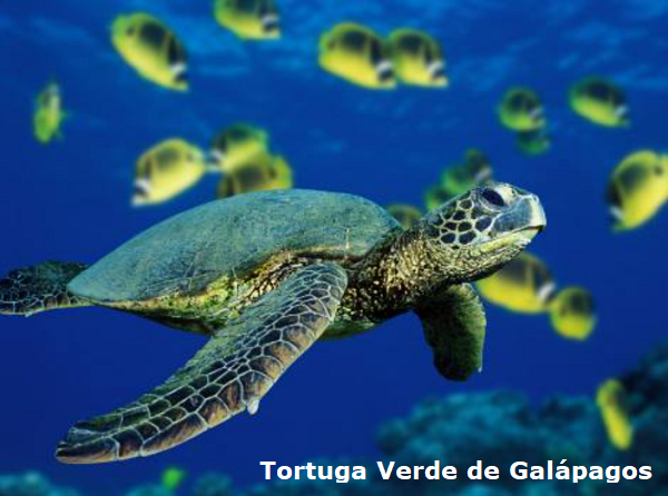 Tortuga verde de Galápagos