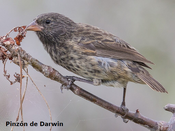 Pinzón de Darwin