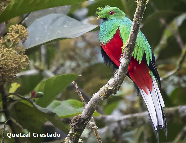 Quetzal Crestado