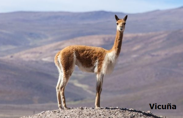 Vicuña