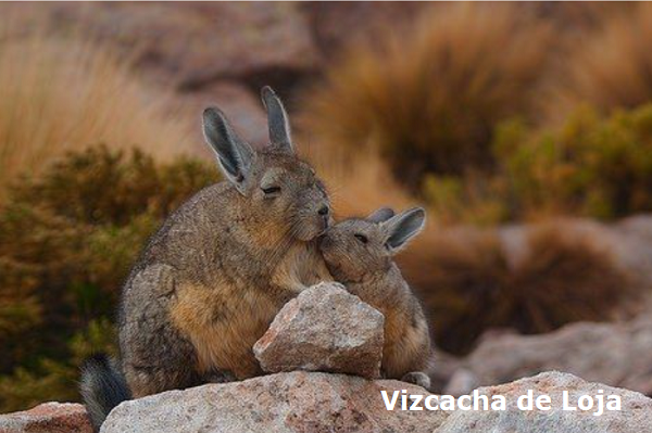Vizcacha de Loja