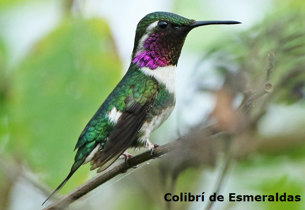 Colibrí de Esmeraldas