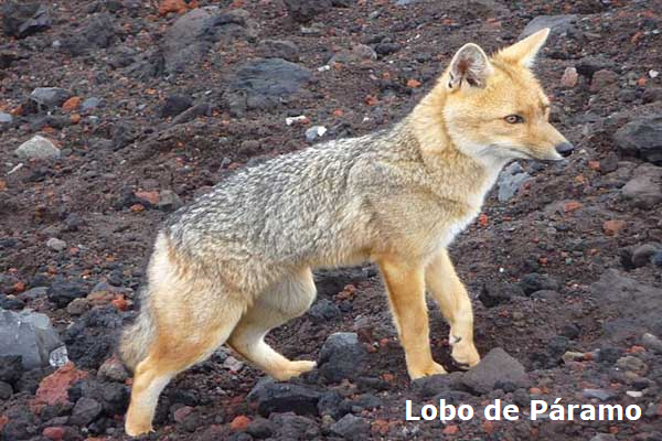 Lobo de páramo
