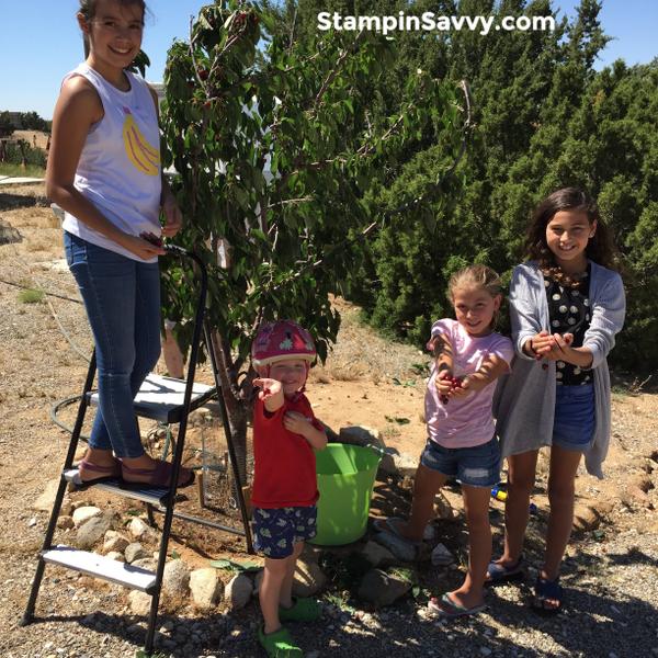 cherry picking with my grands