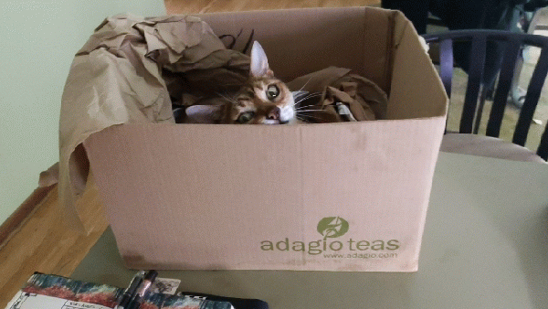 magical moving boxes