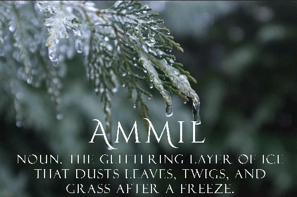 Ammil: Noun. The glittering layer of ice that dusts leaves, twigs, and grass after a freeze.