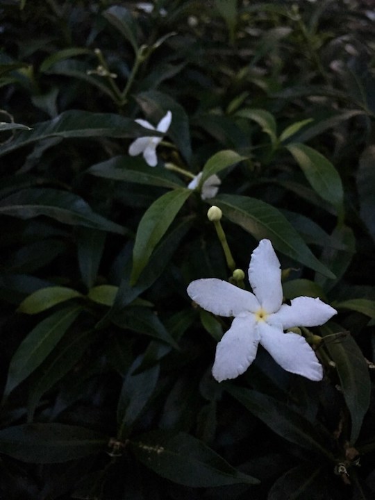little white flowers