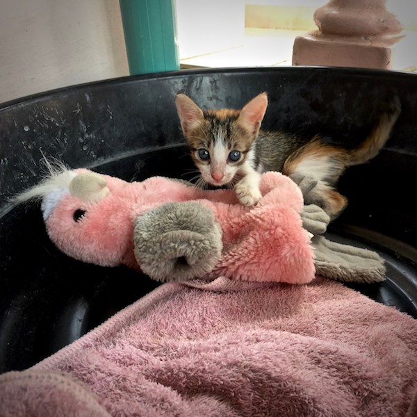 baby cat and toys