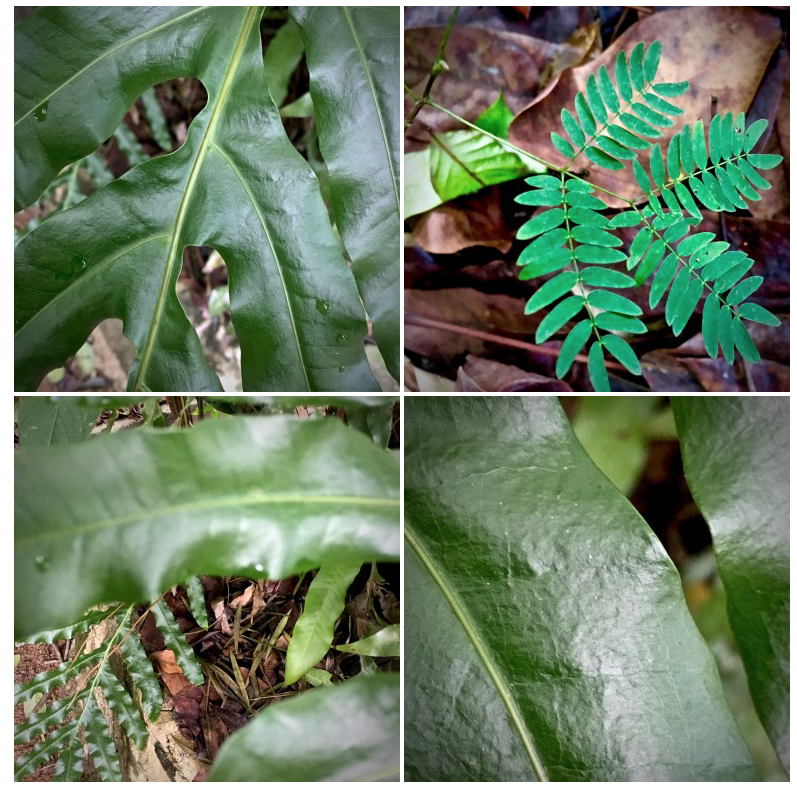 Green leaves and ferns