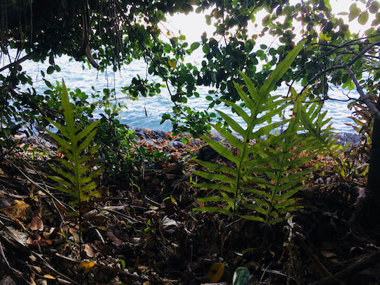 ferns near the sea
