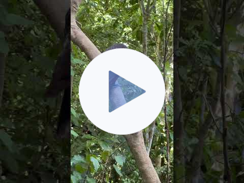This New Zealand parrot opens its food tray with its FOOT! 🦜🦶