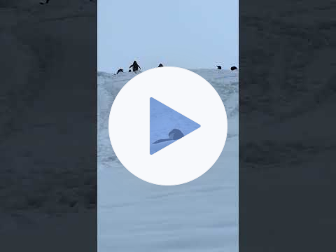 Penguin Traffic Jam in Antarctica 🐧❄️ | Happy Penguin Day!