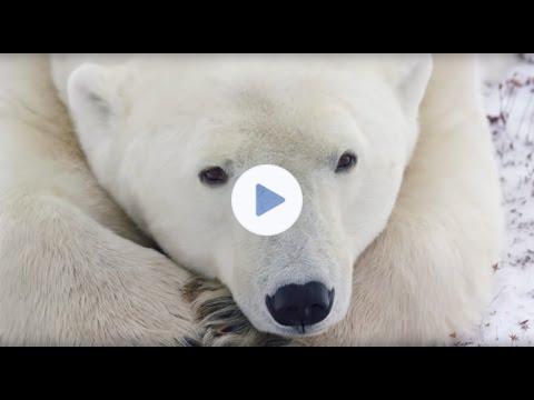 Close Encounters with Polar Bears in Churchill: A Conservation Travel Experience