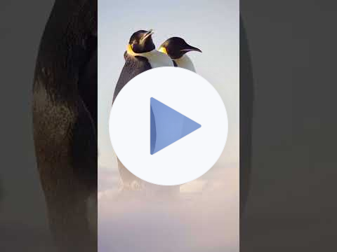 Welcome to Antarctica! | PONANT