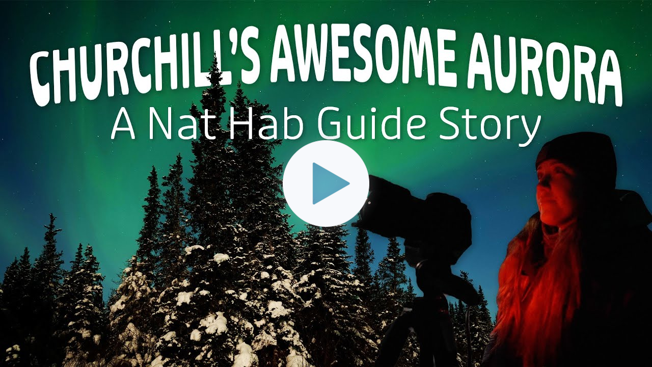 Churchill's Awesome Aurora: A Nat Hab Guide Story