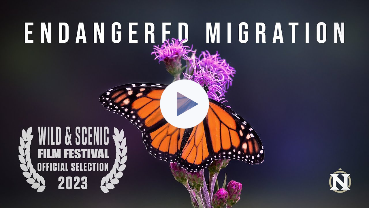 Endangered Migration: A Monarch Butterfly Story