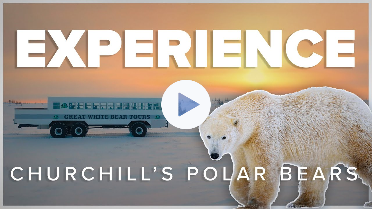 Experience Churchill's Polar Bears