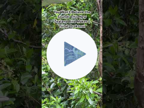 You Won't Believe the Sounds This New Zealand Bird Makes | Tūī at Orokonui Sanctuary