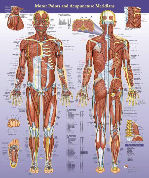 Motor Points & Acupuncture Meridians Wall Chart
