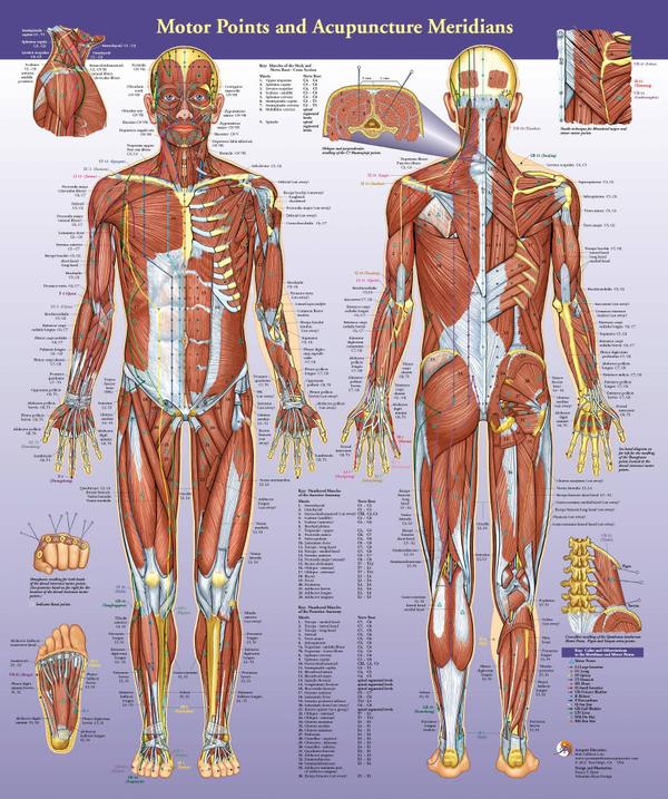 Acupuncture Motor Points & Meridians Wall Chart