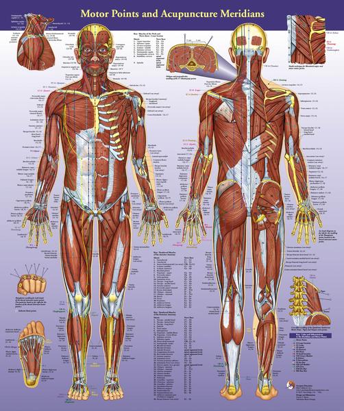 Motor Points and Acupuncture Meridians Wall Chart